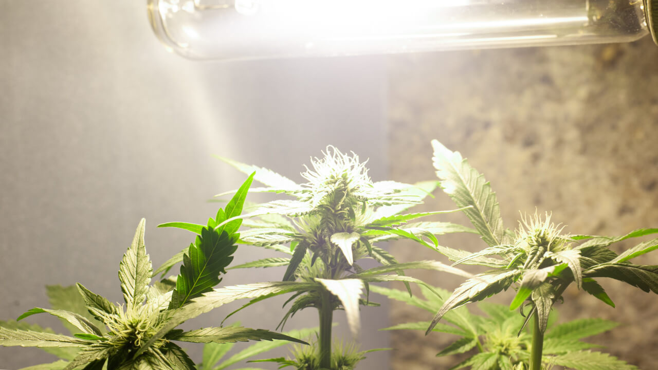 How Much Light Does A Weed Plant Need