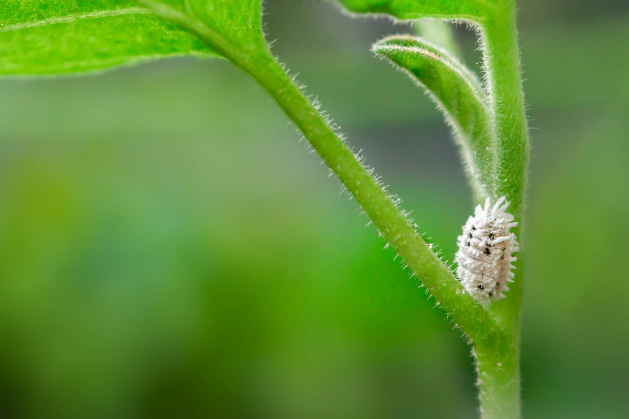 mealybugs on your weed plants