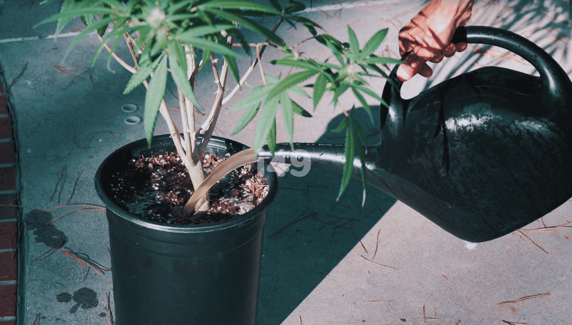 A Beginner's Guide to Flushing Cannabis