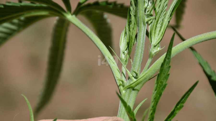 Female Marijuana Seed