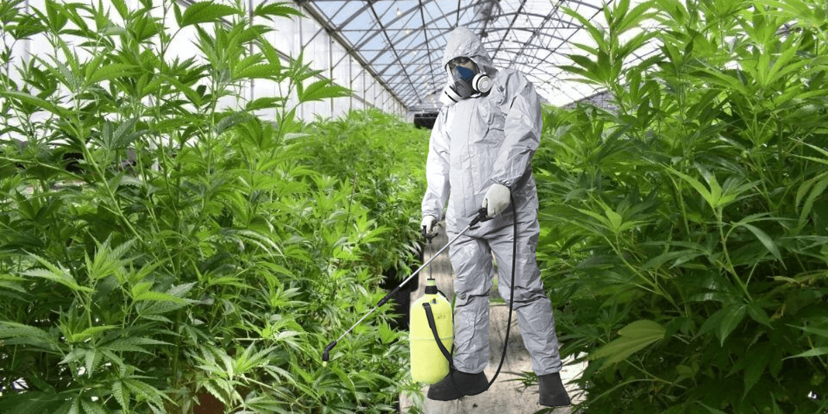 How to Foliar Feed Your Marijuana Plants