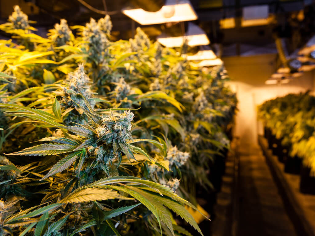 Marijuana grow lights |