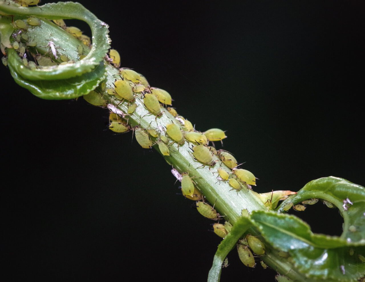 aphids on cannabis
