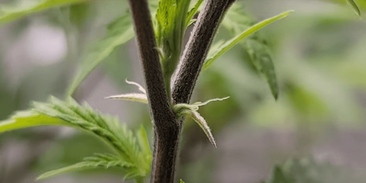 Phosphorus deficiency in cannabis