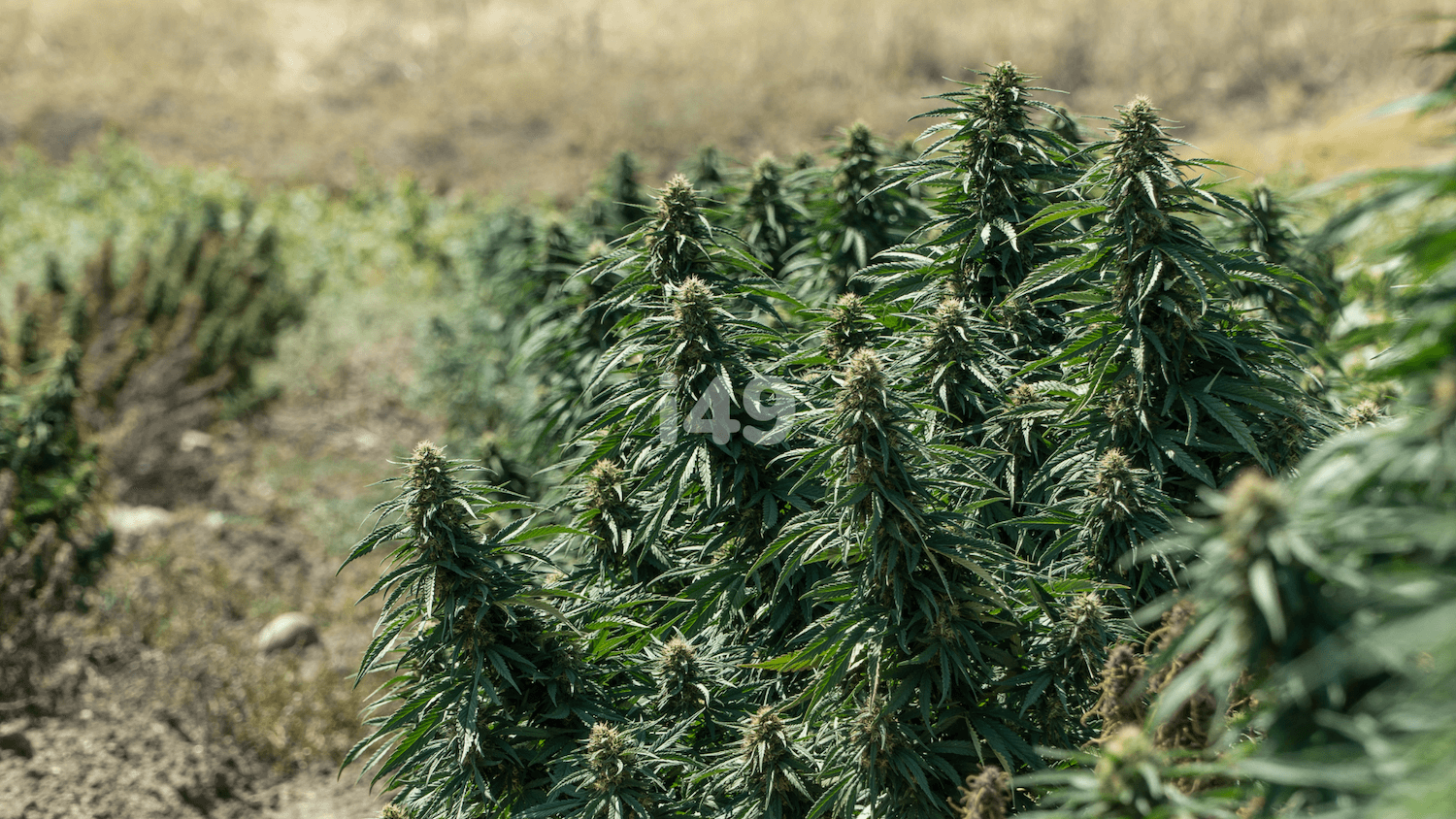 Speed up flowering of outdoor cannabis plants