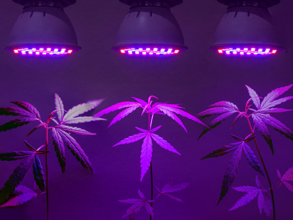 Purple Grow Lights