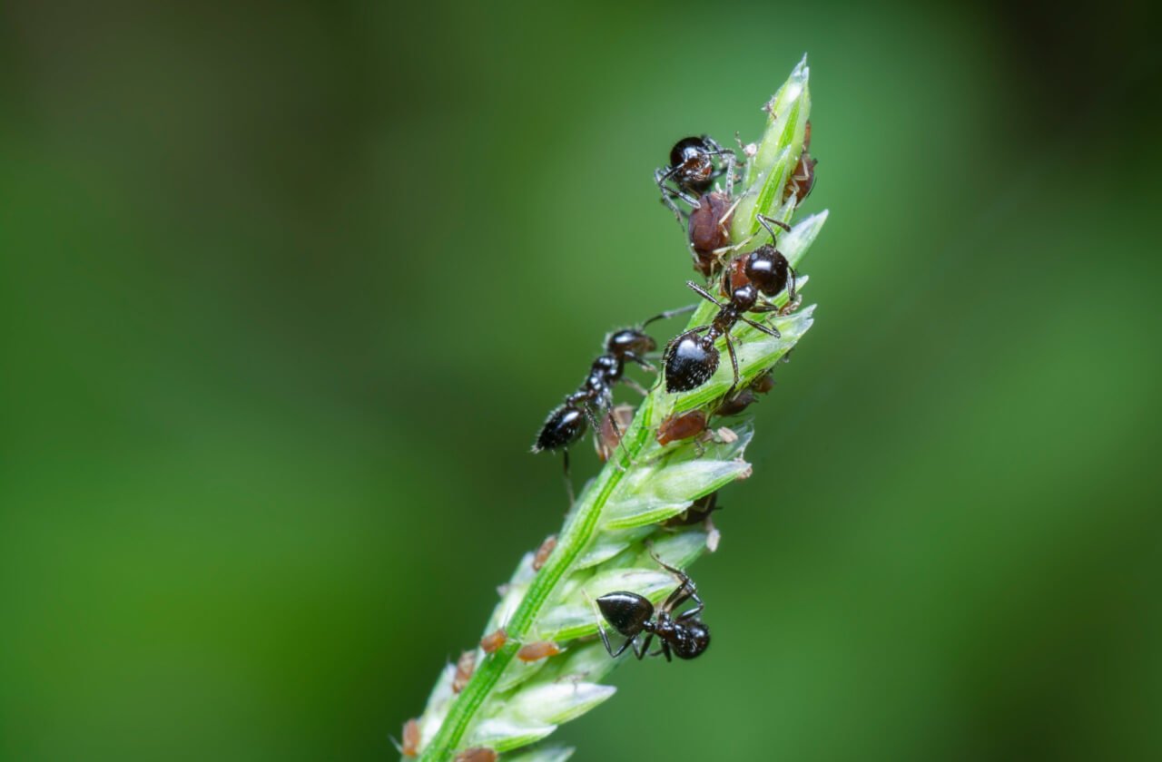 Ants on weed