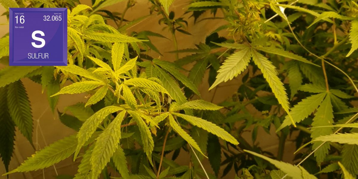 Sulfur deficiency in cannabis