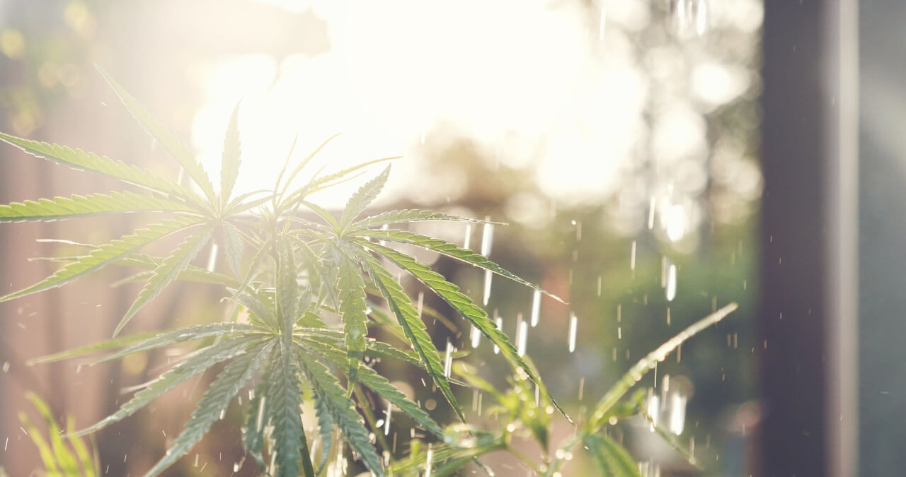 How to Water a Marijuana Plant