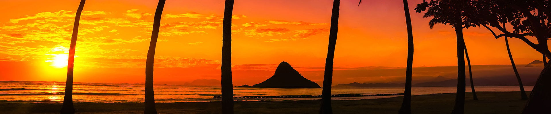 sunset-palm-trees-oahu-hawaii