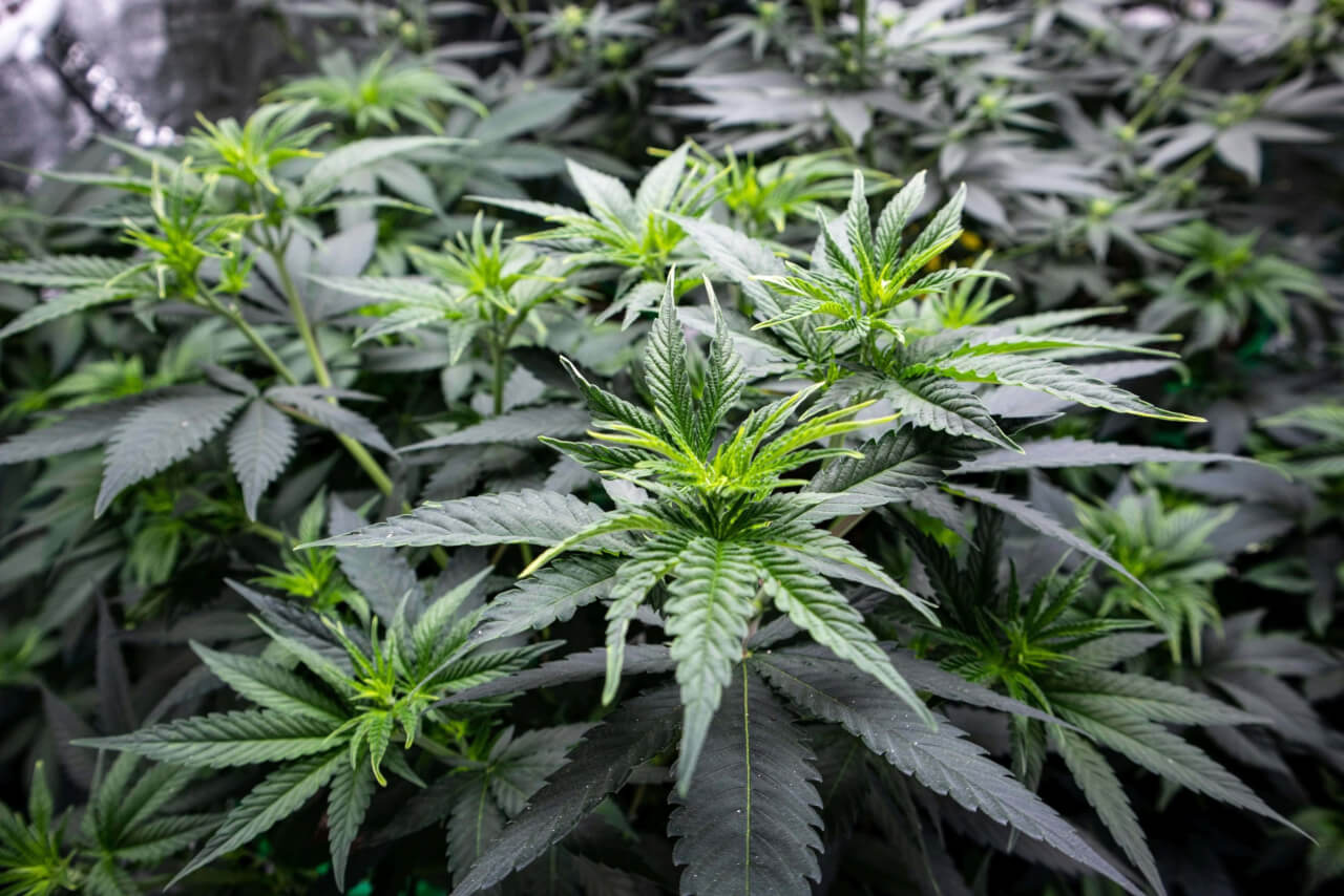 Marijuana Growing Supplies