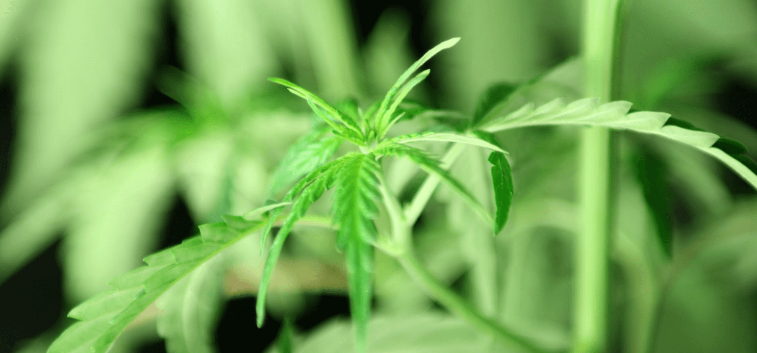 Cannabis breeding