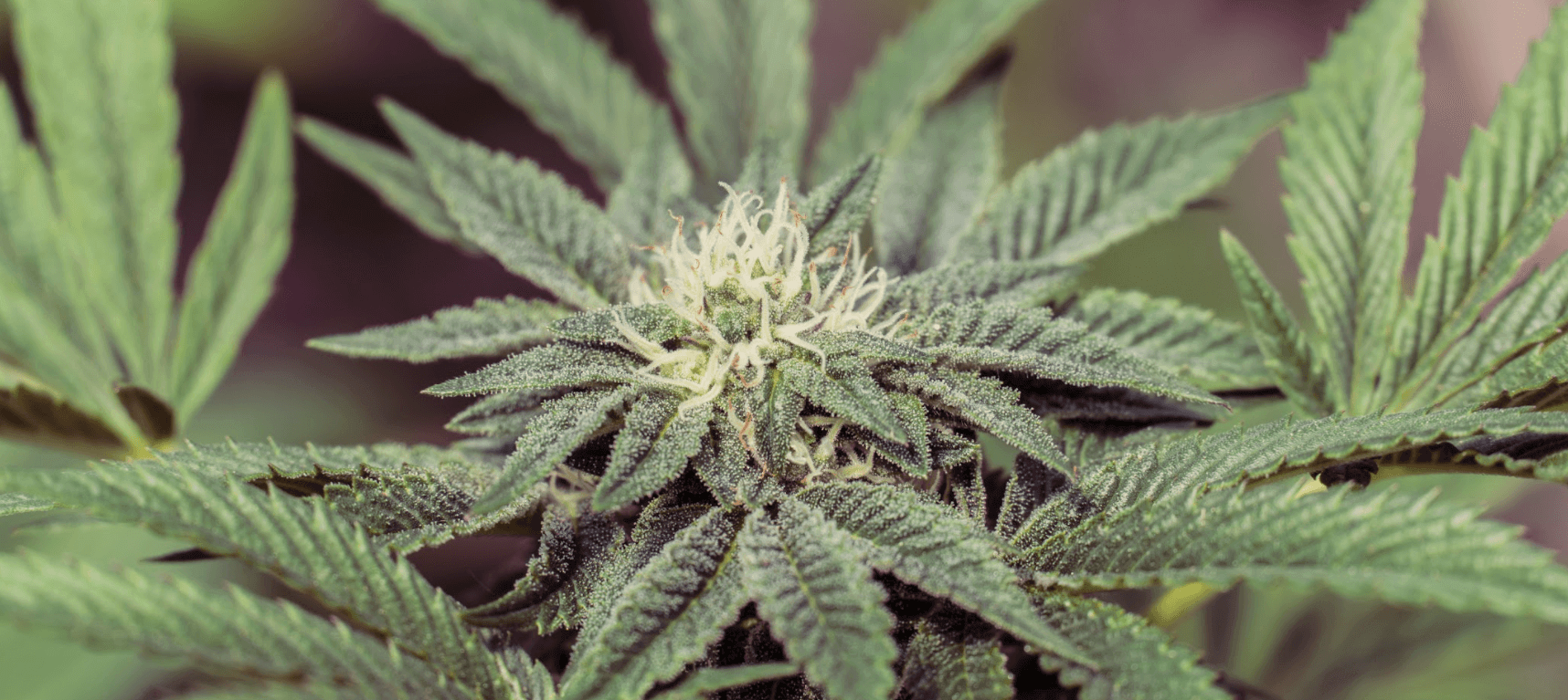 Marijuana plant anatomy