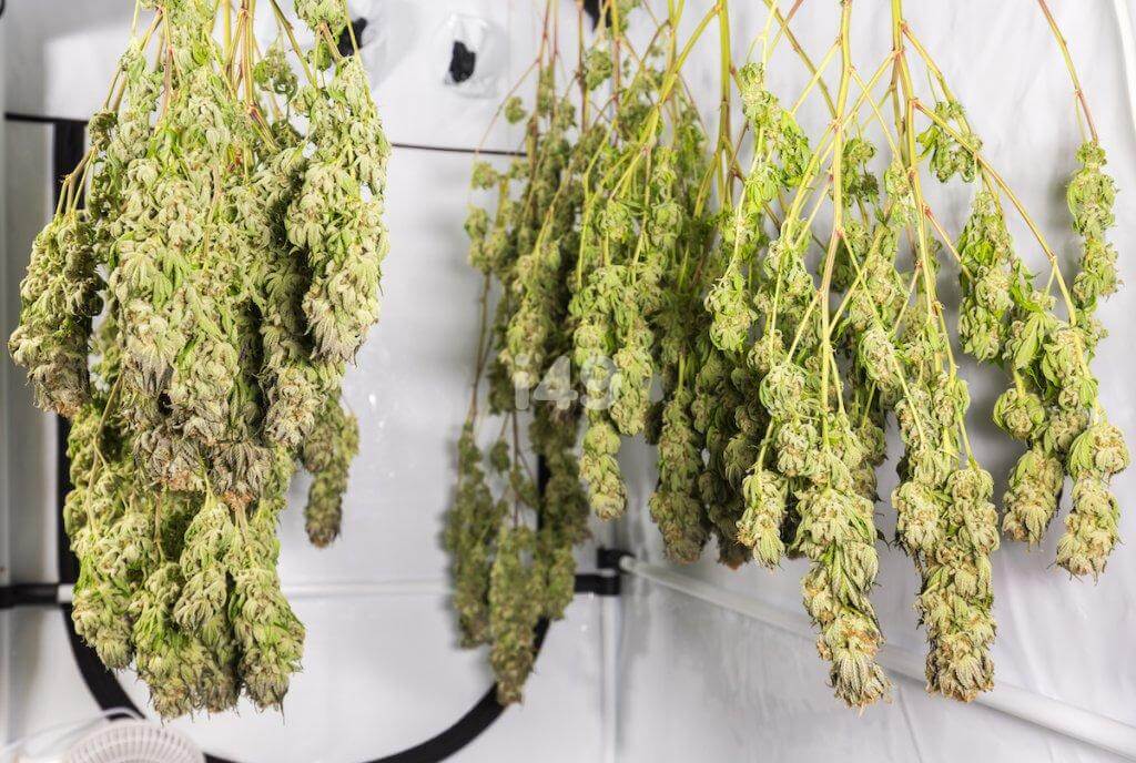 A Complete Guide To Curing And Drying Cannabis I49 Seed Bank 7109