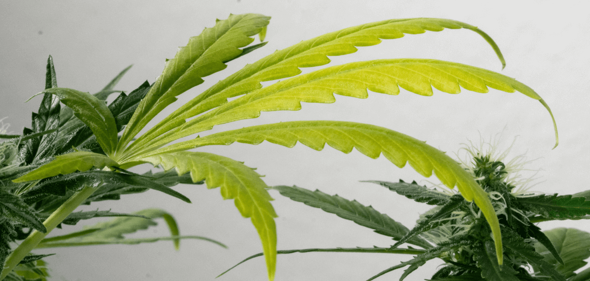 Nitrogen deficiency cannabis