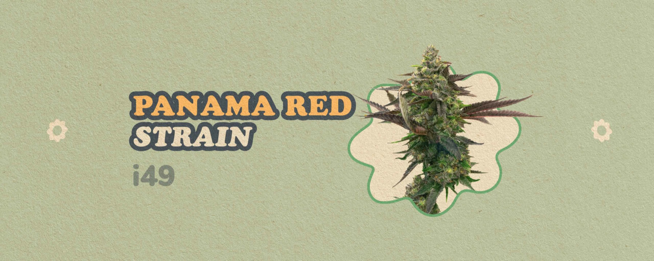 Panama Red Strain