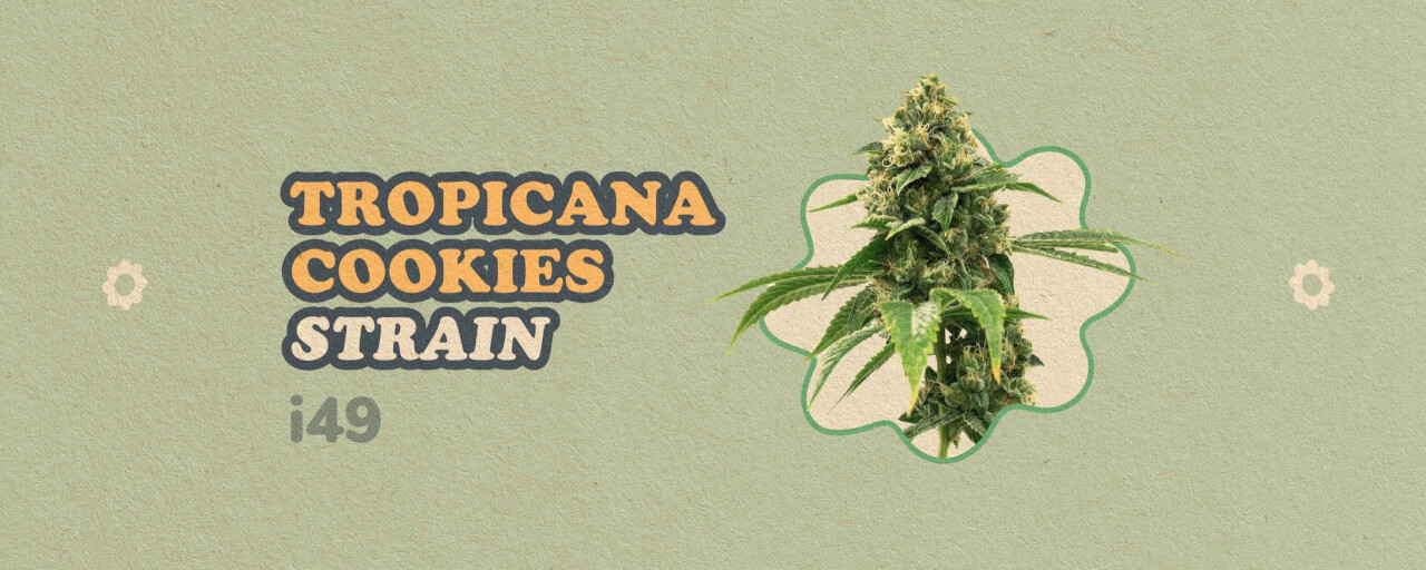 Tropicana Cookies Strain
