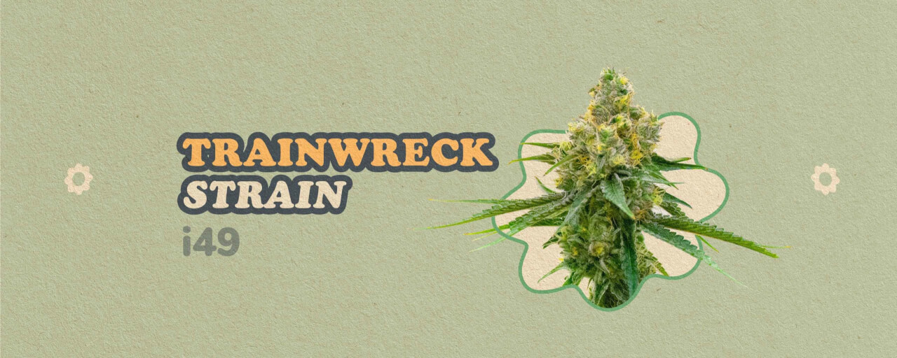 Trainwreck Strain
