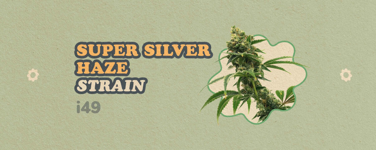 Super Silver Haze strain