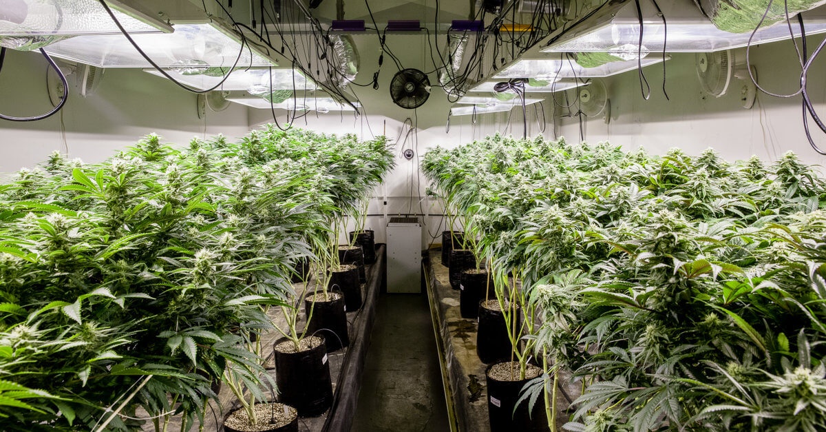 The importance of carbon filters in a grow room
