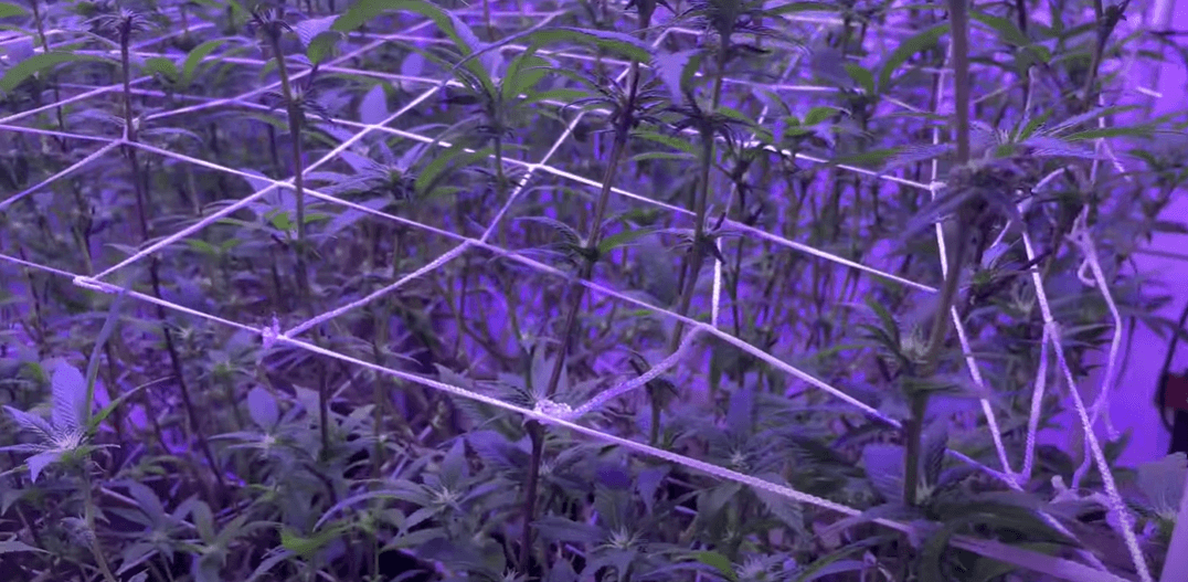 purple stems on cannabis plants