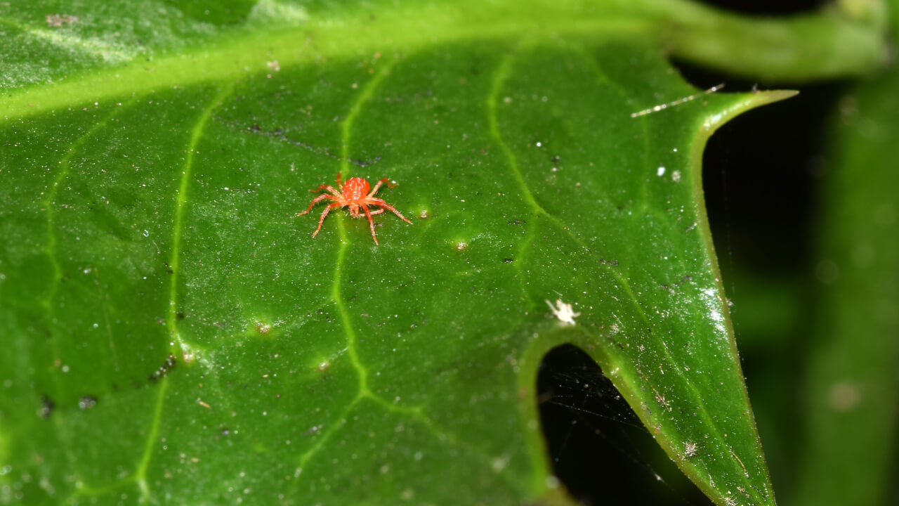 spider mites on weed