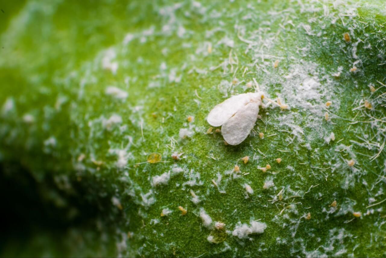 whiteflies with their eggs