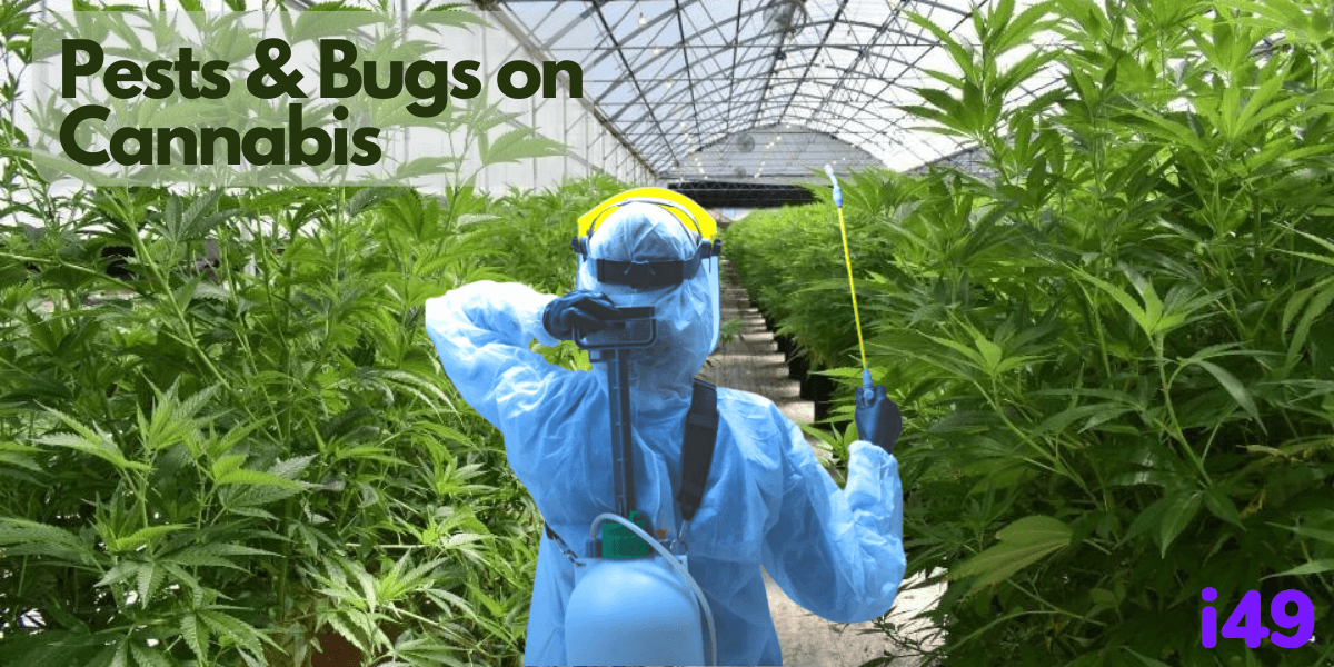 Pests and bugs on weed plants
