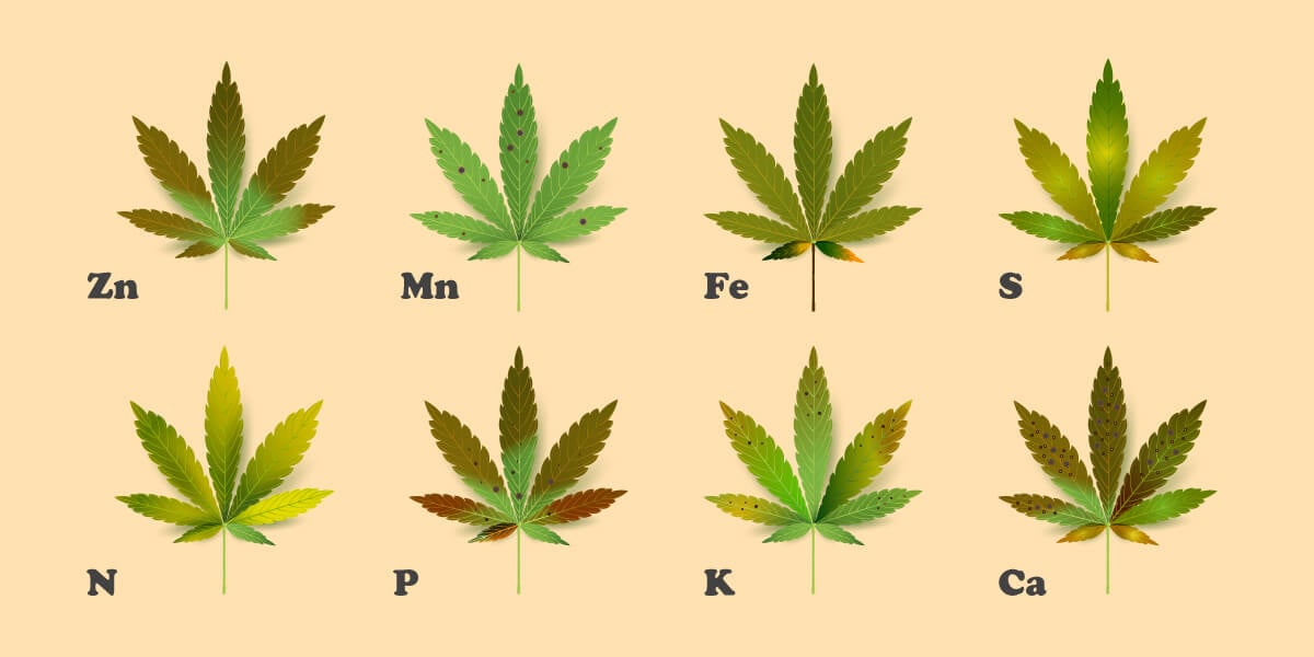Cannabis Nutrient Deficiencies Pictures and Charts by i49