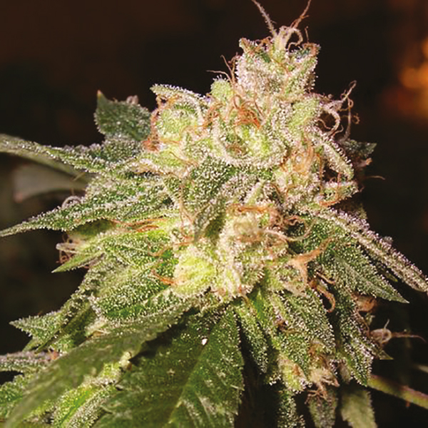 Buy Feminized OG Kush Seeds For Sale Online | i49 USA
