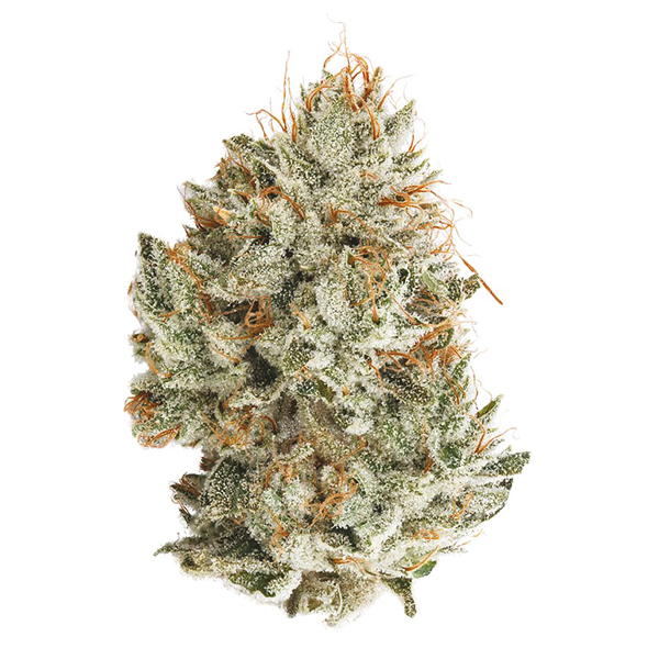 Gorilla Glue Strain Feminized 100% Pot Seeds - Pevgrow