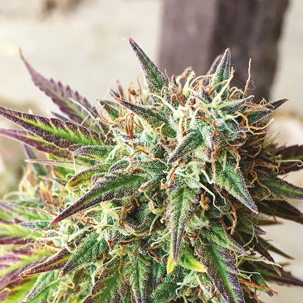 Girl Scout Cookies X Jack Herer Seeds I49 Usa