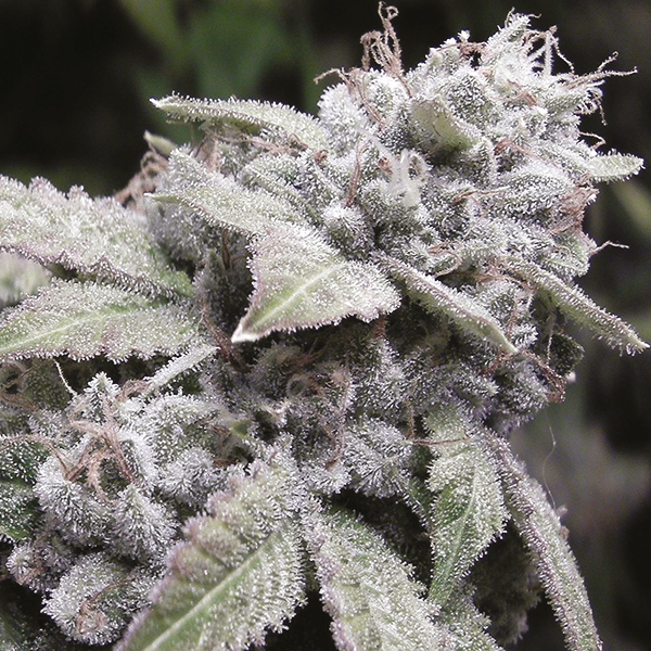Gorilla Glue #4 Fem