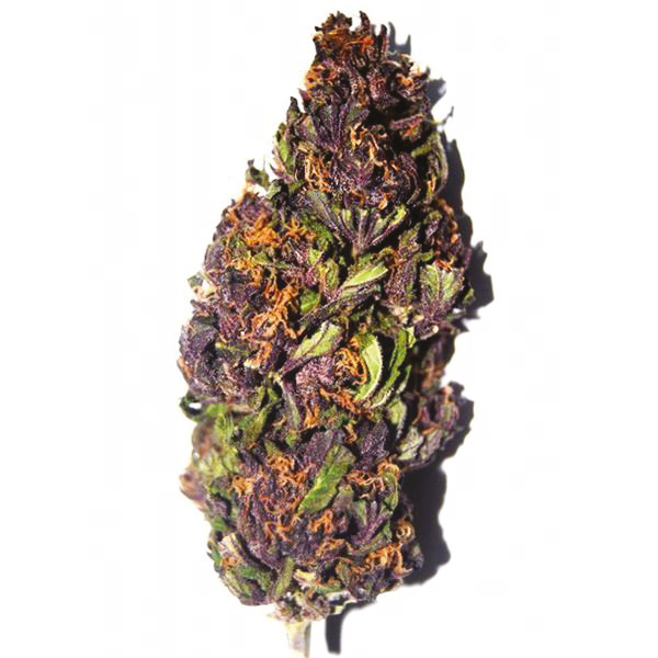 purple haze weed plant