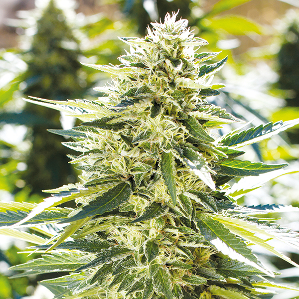 Buy Lemon Diesel Strain Seeds | Get Lemon Diesel Strain Online | I49