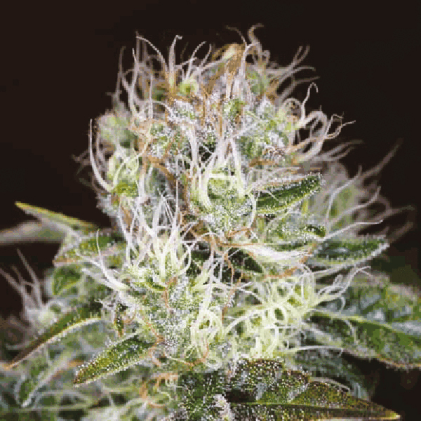 Buy Agent Orange Reg Marijuana Seeds For Sale I49