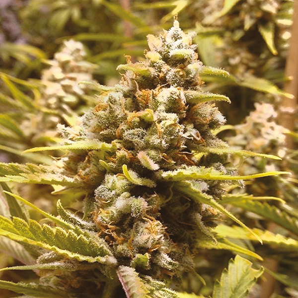 Buy Lemon Diesel Strain Seeds | Get Lemon Diesel Strain Online | I49