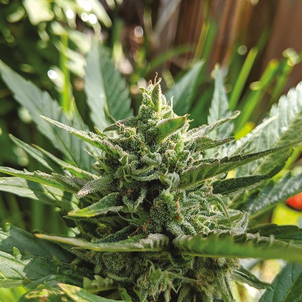 Buy Feminized Strawberry Cough Seeds Online | i49 USA