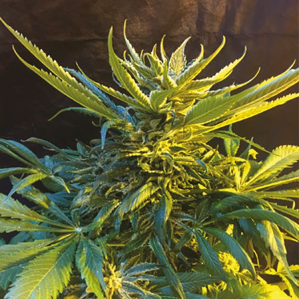 Buy Oregon Underdawg Marijuana Seeds For Sale | I49 Seed Bank