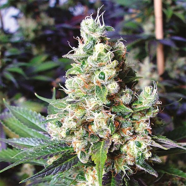 Buy Sugar Black Rose Marijuana Seeds For Sale | I49 Seed Bank
