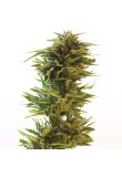 Amnesia Lemon Fem Preview