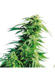 Hindu Kush Reg Preview