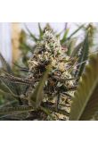 Black Domina Fem Preview