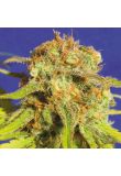 Bruce Banner x Kali Mist Fem Preview