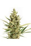 Auto Critical x No Name Fem Preview