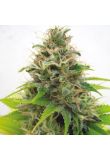 Somango Fem Preview