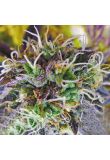 Grandaddy Black Fem Preview