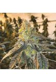 Bruce Banner Reg Preview
