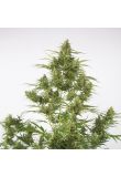 Auto Critical+ 2.0 Fem Preview