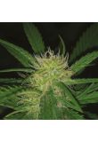 Sweet Tooth Fem Preview
